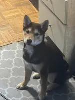 Miko, a male Shiba Inu for sale in Cleveland, OH – Photo 4 of 5