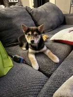 Miko, a male Shiba Inu for sale in Cleveland, OH – Photo 3 of 5