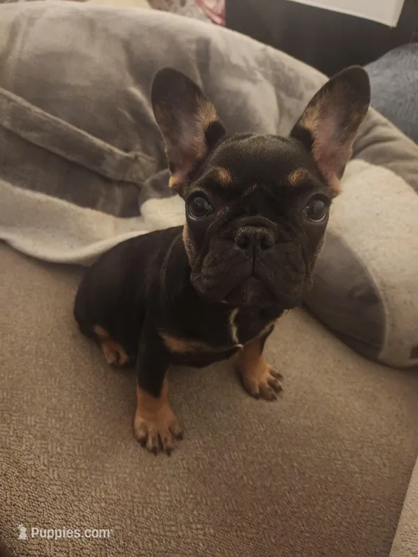Hennessy  – French Bulldog puppy for sale in North Hollywood, CA