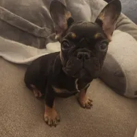 Hennessy , a female French Bulldog for sale in North Hollywood, CA – Photo 1 of 4