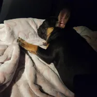 Hennessy , a female French Bulldog for sale in North Hollywood, CA – Photo 2 of 4