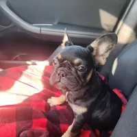 Hennessy , a female French Bulldog for sale in North Hollywood, CA – Photo 3 of 4