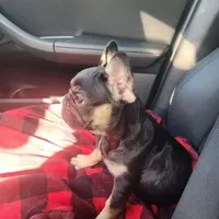 Hennessy , a female French Bulldog for sale in North Hollywood, CA – Photo 4 of 4