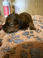 Shaded red female , a female Miniature Dachshund for sale in Willow Springs, MO – 3 of 6