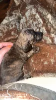 Cream Brindle male, a male Miniature Dachshund for sale in Willow Springs, MO – 3 of 7