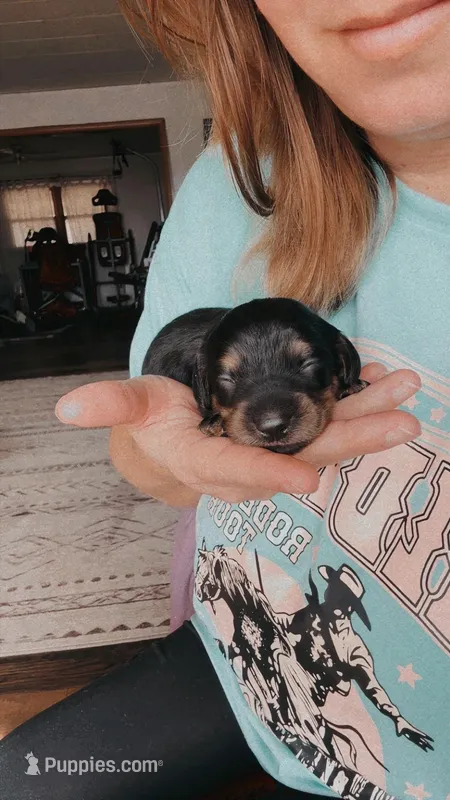 AKC Black/cream brindle male