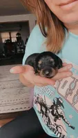 AKC Black/cream brindle male, a male Miniature Dachshund for sale in Willow Springs, MO – Photo 1 of 7