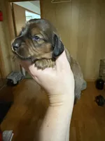 Shaded red female , a female Miniature Dachshund for sale in Willow Springs, MO – 6 of 6