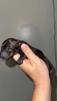 Brindle Boy, a male Miniature Dachshund for sale in Willow Springs, MO – 2 of 6