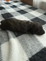 Brindle Boy, a male Miniature Dachshund for sale in Willow Springs, MO – 4 of 6