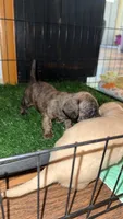 Cream Brindle male, a male Miniature Dachshund for sale in Willow Springs, MO – 5 of 7