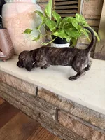Cream Brindle male, a male Miniature Dachshund for sale in Willow Springs, MO – 7 of 7