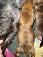Red Dapple Male Longhair , a male Miniature Dachshund for sale in Willow Springs, MO – 4 of 4