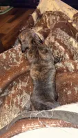 Cream Brindle male, a male Miniature Dachshund for sale in Willow Springs, MO – 4 of 7