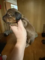 Shaded red female , a female Miniature Dachshund for sale in Willow Springs, MO – 4 of 6