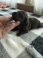 Brindle Boy, a male Miniature Dachshund for sale in Willow Springs, MO – 6 of 6