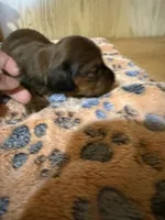 Shaded red female , a female Miniature Dachshund for sale in Willow Springs, MO – 2 of 6