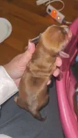 Red Dapple Male Longhair , a male Miniature Dachshund for sale in Willow Springs, MO – 2 of 4