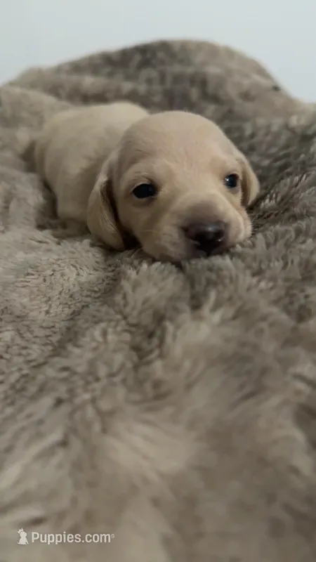 True Cream female AKC