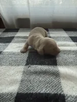 Cream female , a female Miniature Dachshund for sale in Willow Springs, MO – 3 of 4