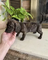 Cream Brindle male, a male Miniature Dachshund for sale in Willow Springs, MO – 1 of 7