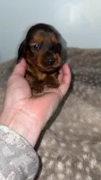 Shaded Red Male , a male Miniature Dachshund for sale in Willow Springs, MO – Photo 1 of 2