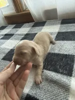 Cream female , a female Miniature Dachshund for sale in Willow Springs, MO – 2 of 4