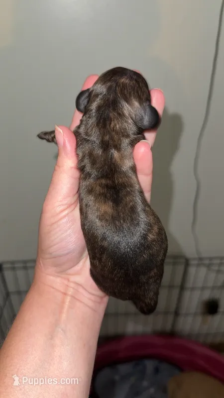 Brindle Boy – Miniature Dachshund puppy for sale in Willow Springs, MO