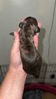 Brindle Boy, a male Miniature Dachshund for sale in Willow Springs, MO – 1 of 6