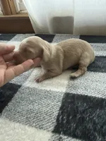 Cream female , a female Miniature Dachshund for sale in Willow Springs, MO – 4 of 4