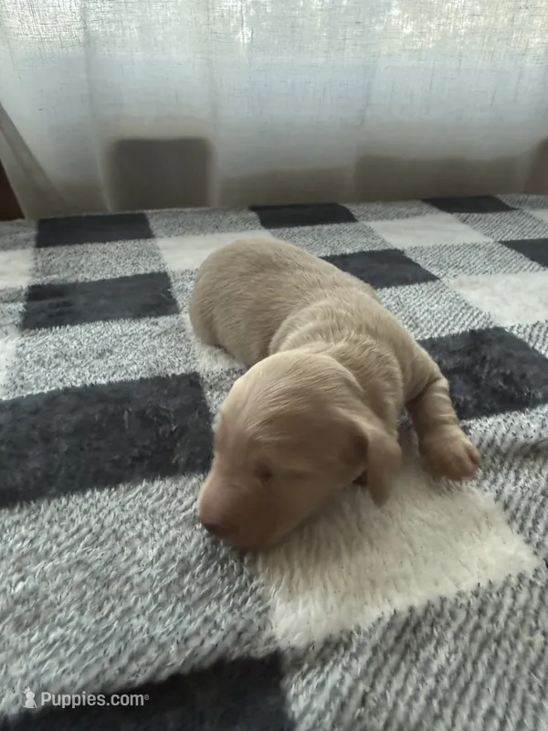 Cream female  – Miniature Dachshund puppy for sale in Willow Springs, MO