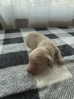 Cream female , a female Miniature Dachshund for sale in Willow Springs, MO – 1 of 4
