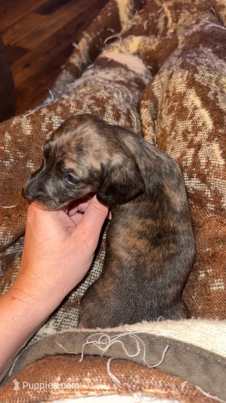 Black and cream Brindle male – Dachshund, Miniature Dachshund puppy for sale in Willow Springs, MO