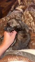 Cream Brindle male, a male Miniature Dachshund for sale in Willow Springs, MO – 2 of 7