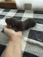 Brindle Boy, a male Miniature Dachshund for sale in Willow Springs, MO – 5 of 6