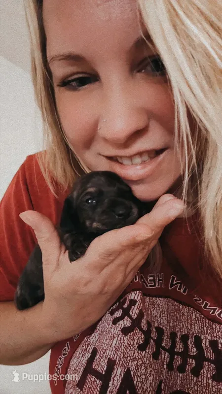 Black and cream Brindle Boy – Dachshund, Miniature Dachshund puppy for sale in Willow Springs, MO