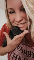 Black and cream Brindle Boy, a male Dachshund and Miniature Dachshund for sale in Willow Springs, MO – 1 of 7
