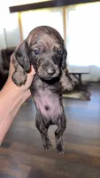 Cream Brindle male, a male Miniature Dachshund for sale in Willow Springs, MO – 6 of 7