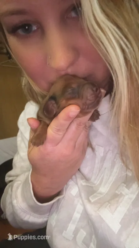 Red Dapple Male Longhair , a male Miniature Dachshund for sale in Willow Springs, MO – 1 of 4