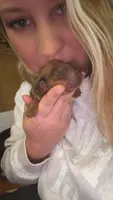 Red Dapple Male Longhair , a male Miniature Dachshund for sale in Willow Springs, MO – 1 of 4
