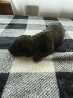 Brindle Boy, a male Miniature Dachshund for sale in Willow Springs, MO – 3 of 6