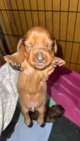 Red Dapple Male Longhair , a male Miniature Dachshund for sale in Willow Springs, MO – 3 of 4