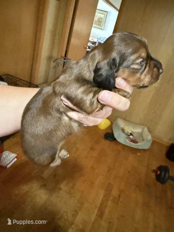 Shaded red female , a female Miniature Dachshund for sale in Willow Springs, MO – 1 of 6