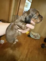 Shaded red female , a female Miniature Dachshund for sale in Willow Springs, MO – 1 of 6