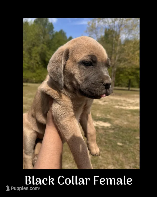 Black collar  – Cane Corso puppy for sale in Benson, NC