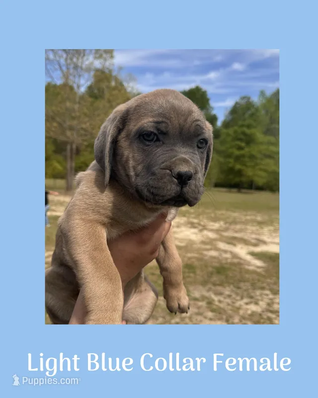 Light blue collar – Cane Corso puppy for sale in Benson, NC