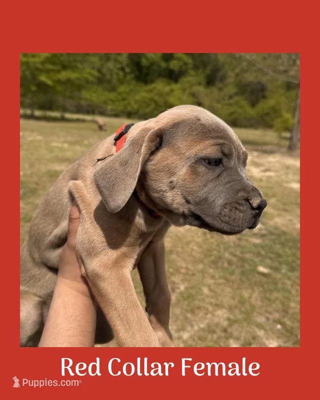 Red collar – Cane Corso puppy for sale in Benson, NC