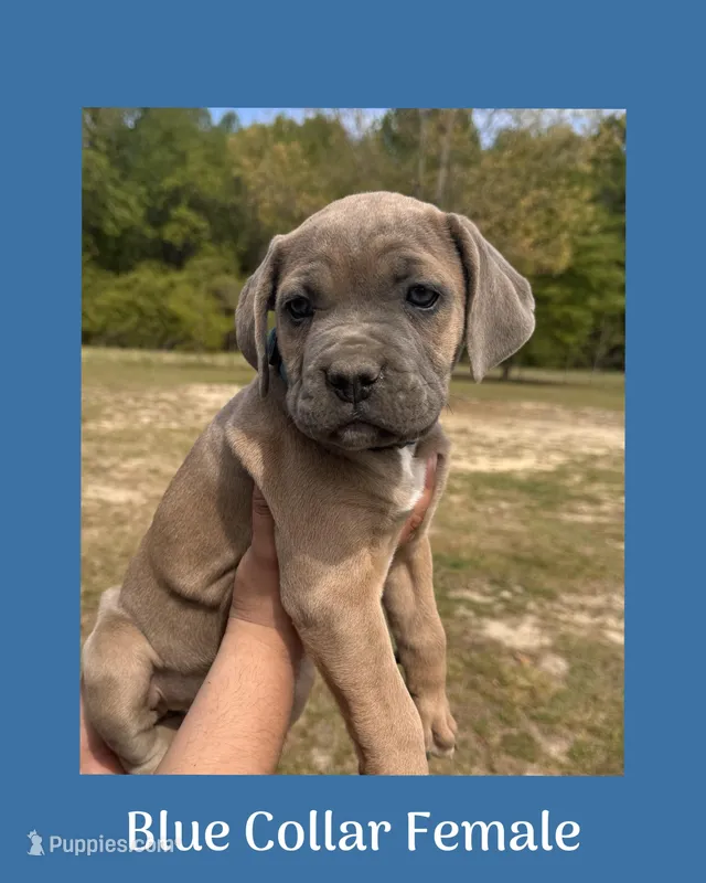 Blue collar – Cane Corso puppy for sale in Benson, NC
