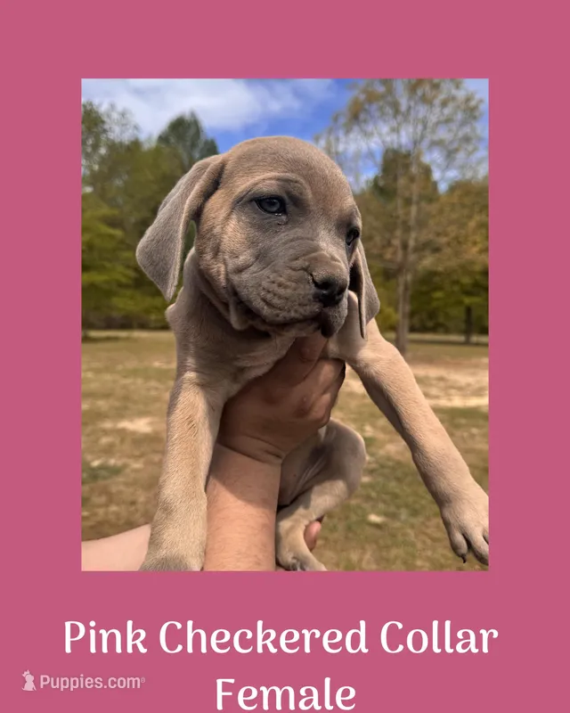 Pink checkered collar – Cane Corso puppy for sale in Benson, NC