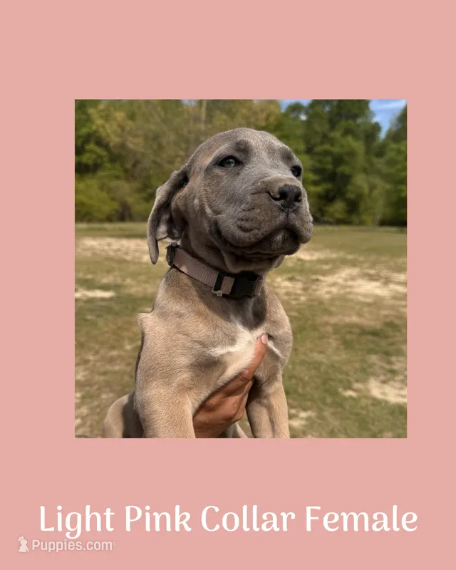 Light pink collar, a female Cane Corso for sale in Benson, NC – Photo 1 of 1